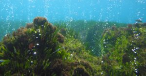 University of Plymouth - Commitment image of seagrass
