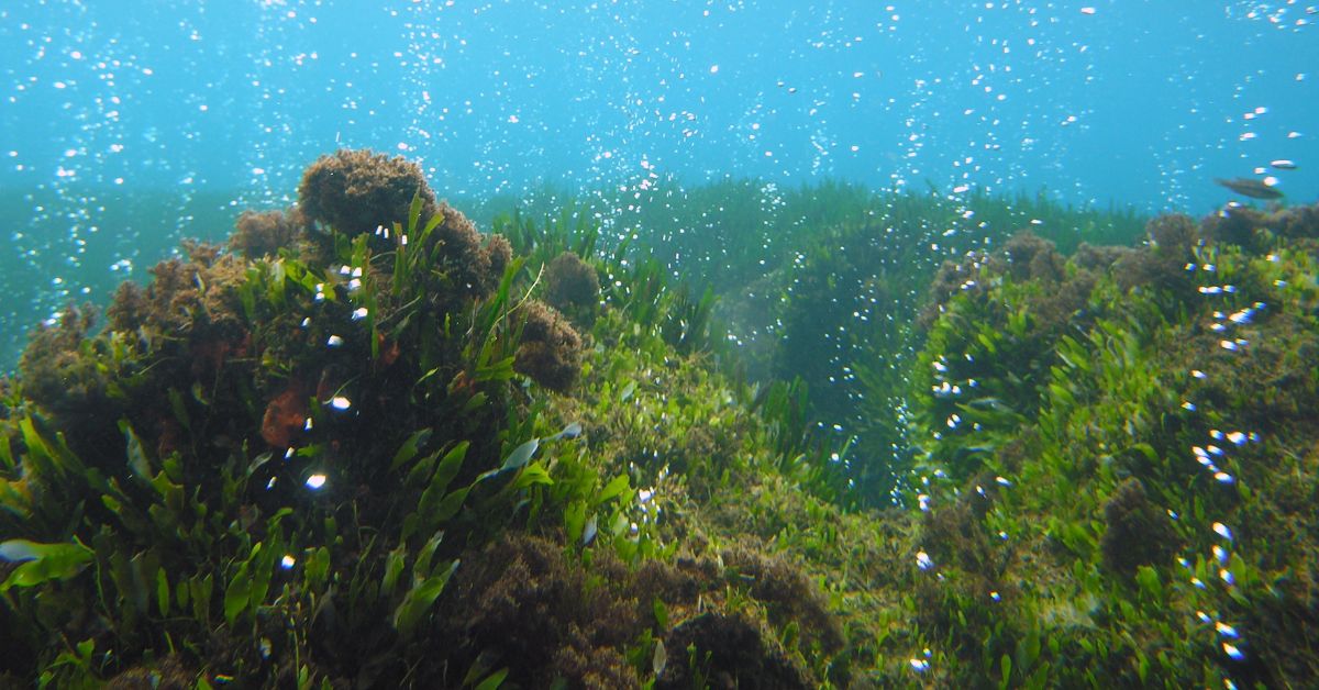 University of Plymouth - Commitment image of seagrass
