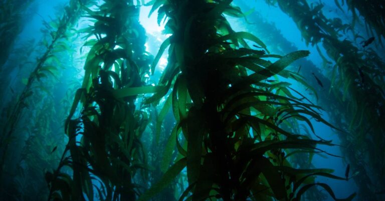 Kelp