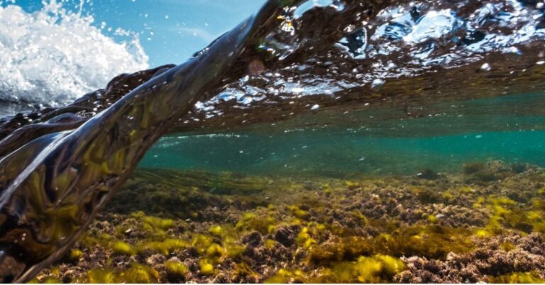 Marine Conservation Society